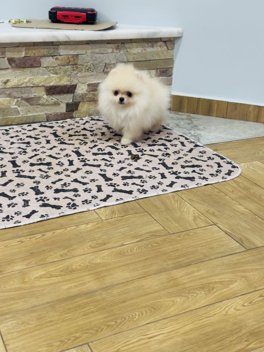 Міні  дівчинка померанський шпіц