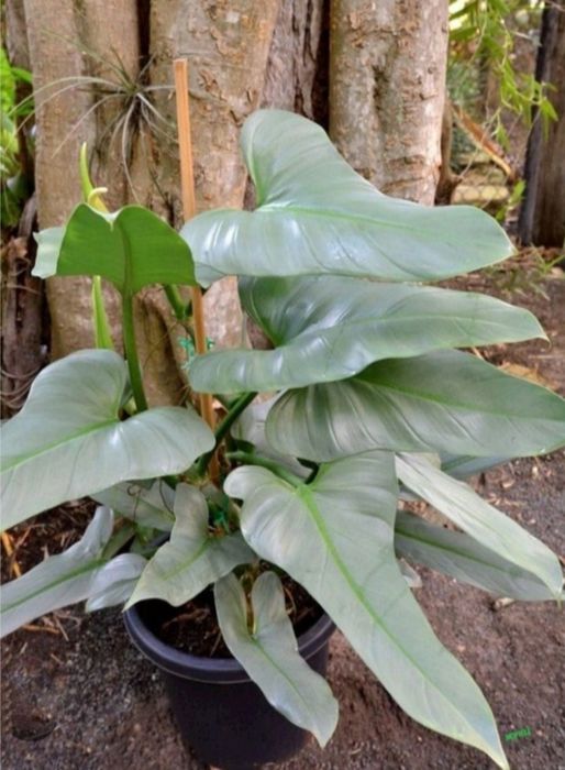 Филодендрон Сильвер Куин