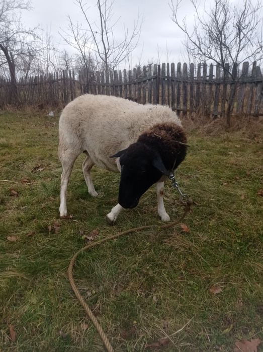 Дорпер ягниички .