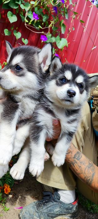 Гарні симпатичні дівчата та хлопчик