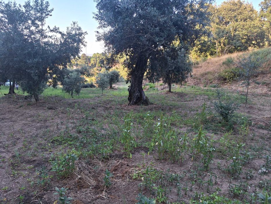 Terreno com oliveiras em Aldeia da Serra
