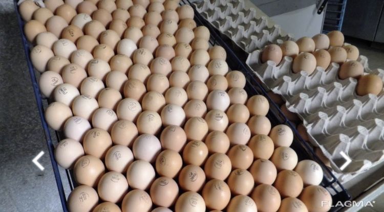 Інкубаційні яйця бройлерів