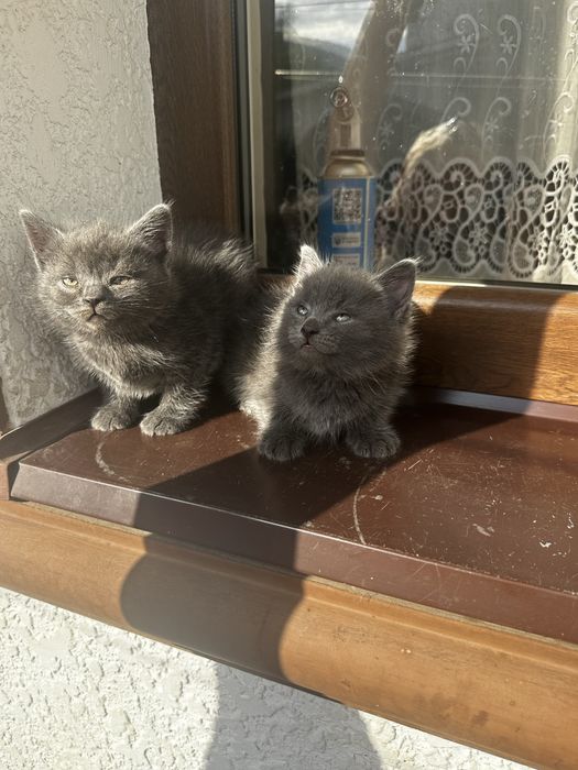Британські кошенята