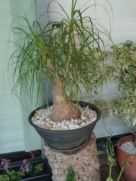Plantas variadas de diversos tamanhos. tamanhos