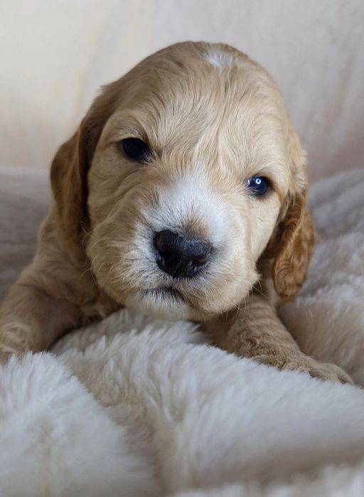 Cockapoo f1 chłopcy do rezerwacji