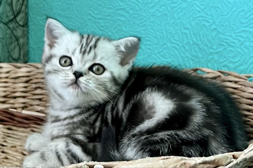 Кошечка Страйтик