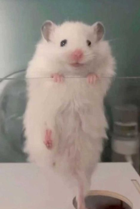 Роскошные королевские ангорские хомячки, белоснежного окраса, хомяки