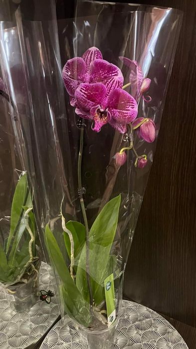 Орхидея фаоенопсис