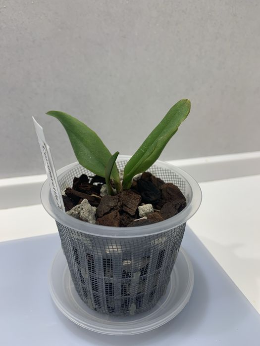 Орхідея екзотична Comparettia falcata