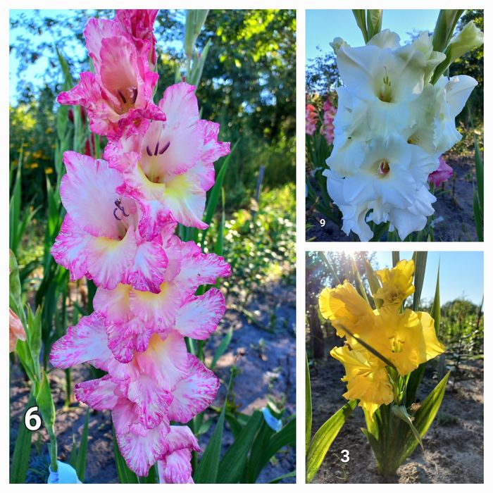 Гладіолуси на зріз.