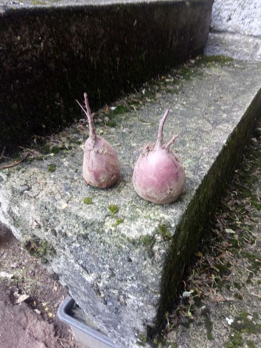 Sprzedam buraki czerwone