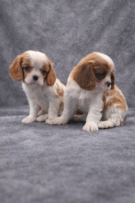 Cavalier King Charles Spaniel