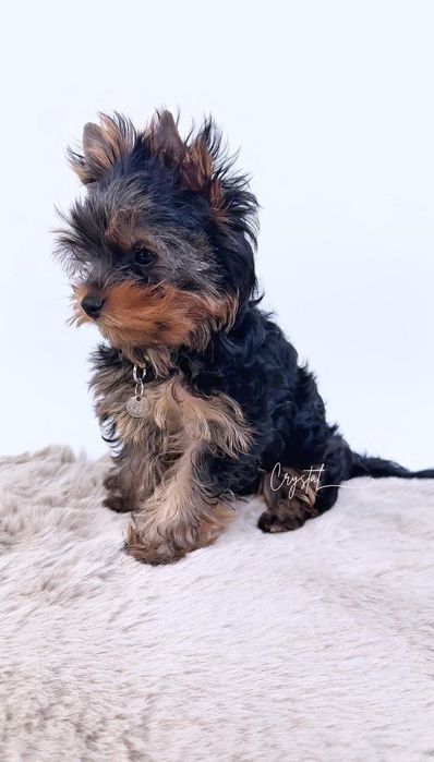 York Yorkshire terrier FCI : GUCCI - piesek