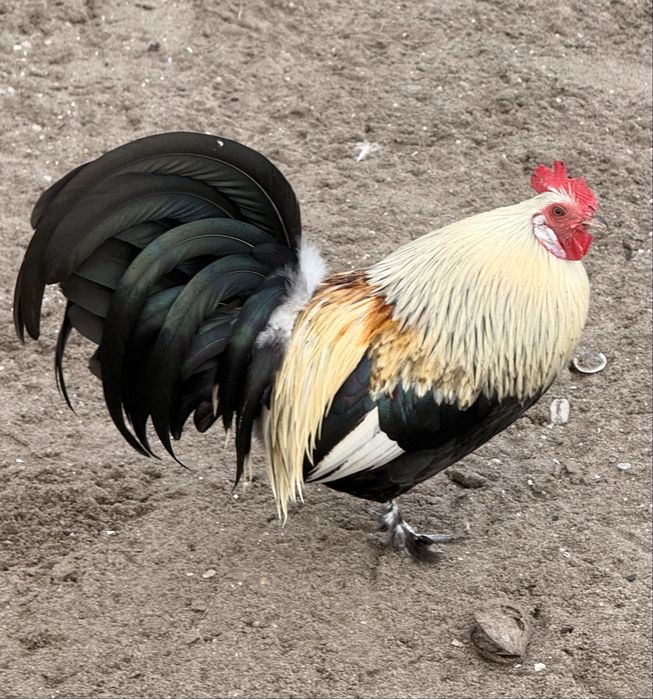 Garnizos disponiveis