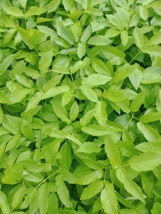 Podagrycznik świeży mlody