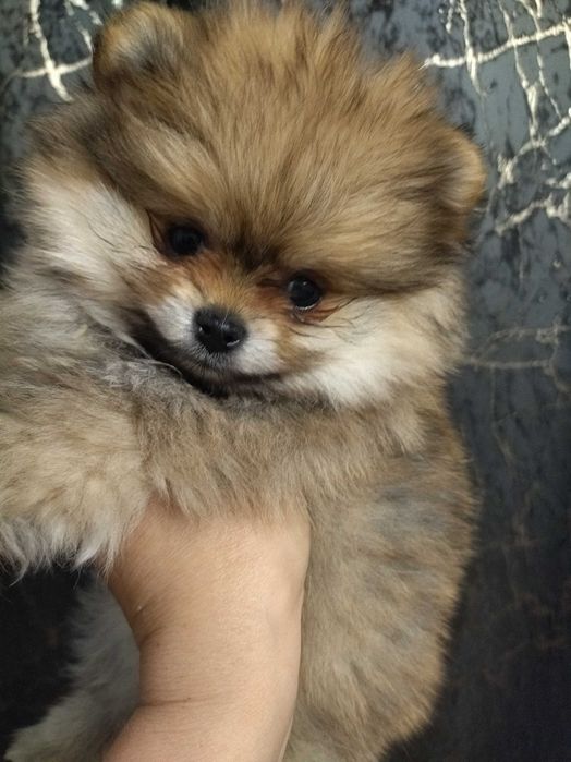 Szpic pomeranian suczka