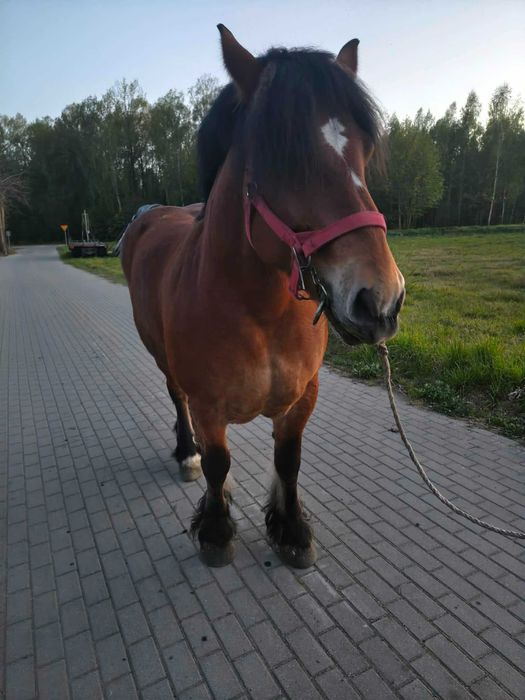 Sprzedam klacz pkz