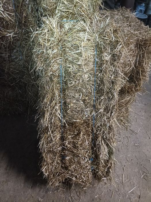 Palha de Azevem de Qualidade