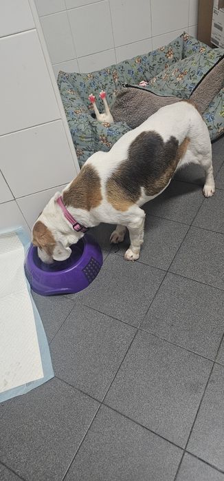 Cadelas Beagle para Adopção