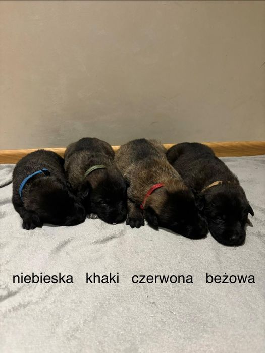 Szczenię owczarka belgijskiego