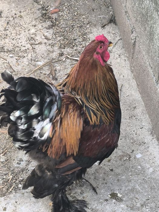Galo Brahma Prediz