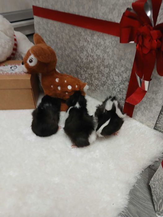 Продам морських свинок