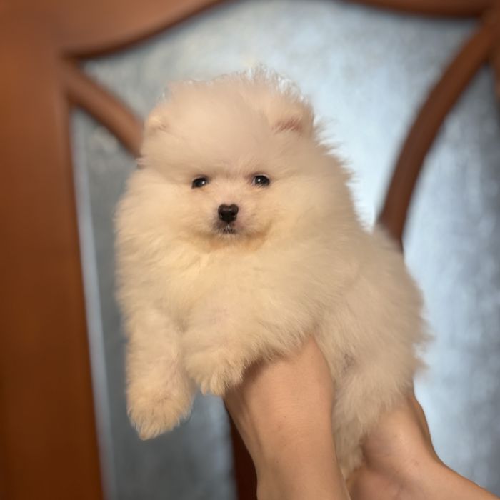 шикарний хлопчик шоу классу
