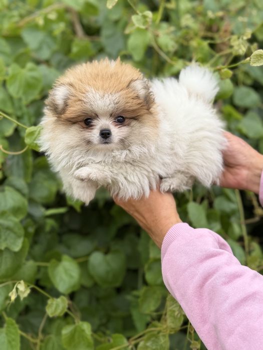 Lulu da pomerania femea