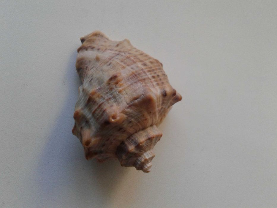 Ракушка черноморского рапана