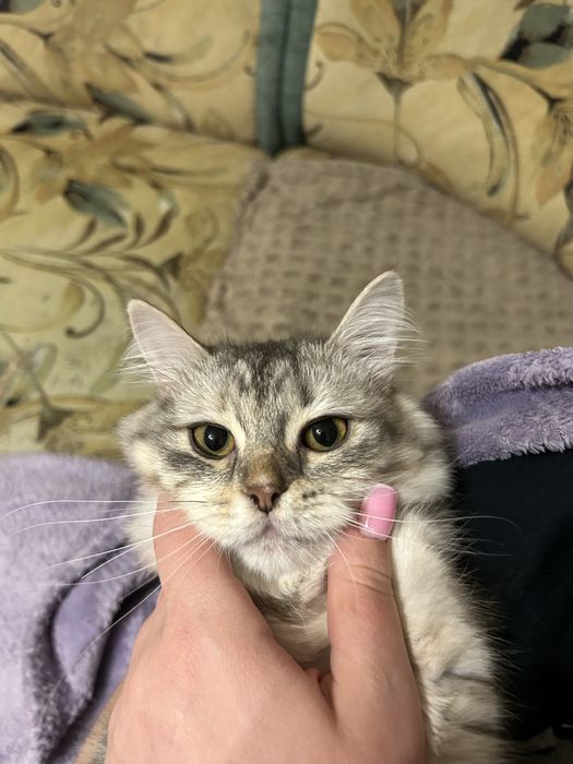 Отдам сибирскую молодую кошечку !