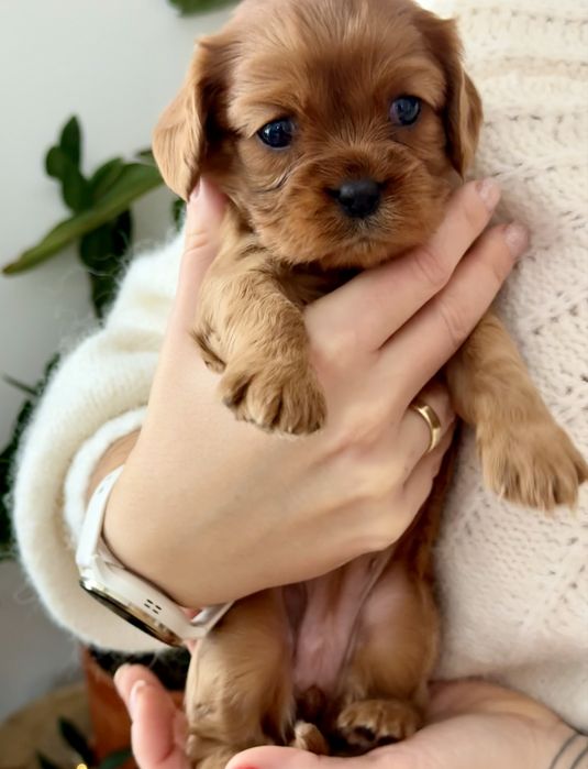 Cavalier king charles  spaniel