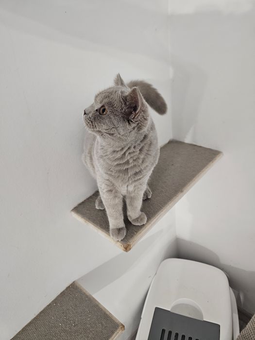 Talia - liliowa kotka