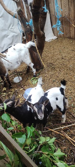 Продам двох кізок камеруночок