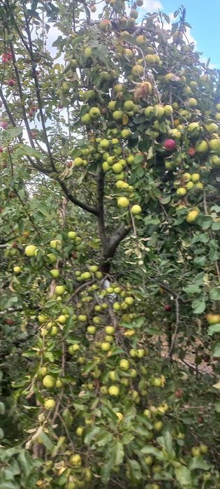 Dzialka Rodo sprzedaż