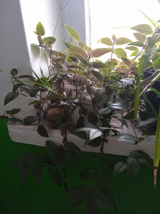 Хлорофітум Агава Алоє Алое Пеларгонія Традесканція