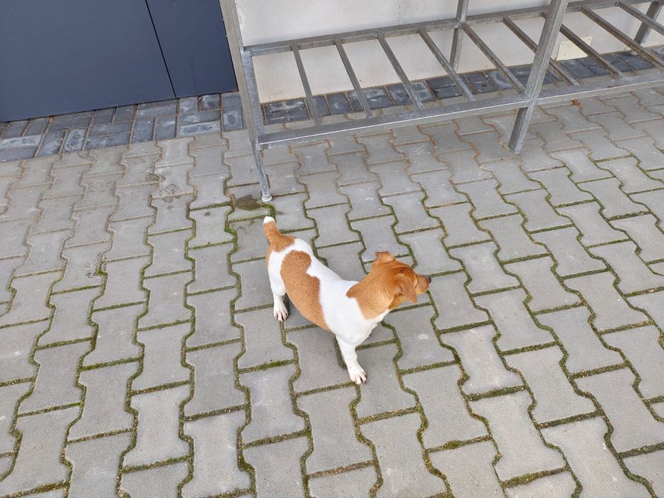 Suczka Jack Russell Terrier