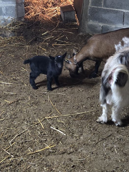 RESERVADA -Cabrita anã bebe