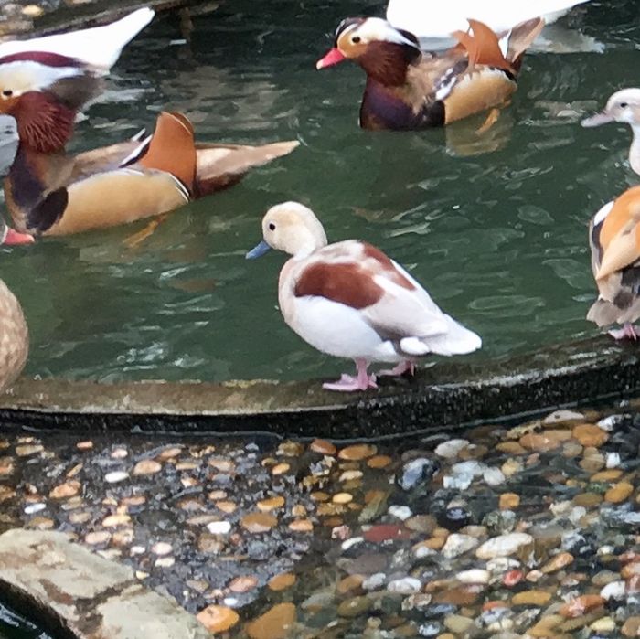 Patos mandarim e carolinos de varias cores