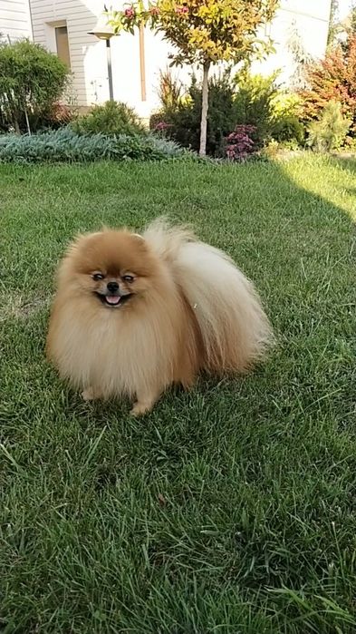 Вязка Померанский шпиц