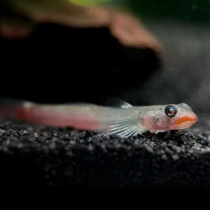 GB Babka Red Lips - dowóz ryb!