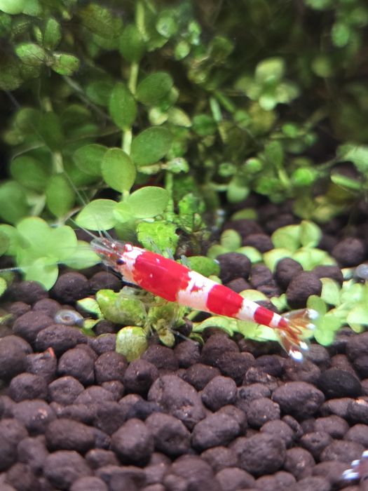 Krewetki akwariowe Crystal Red - Caridina