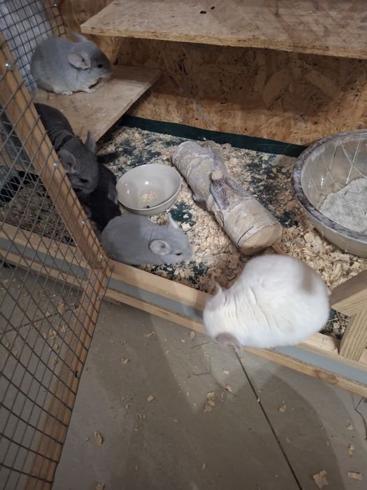 szynszyle różnego koloru