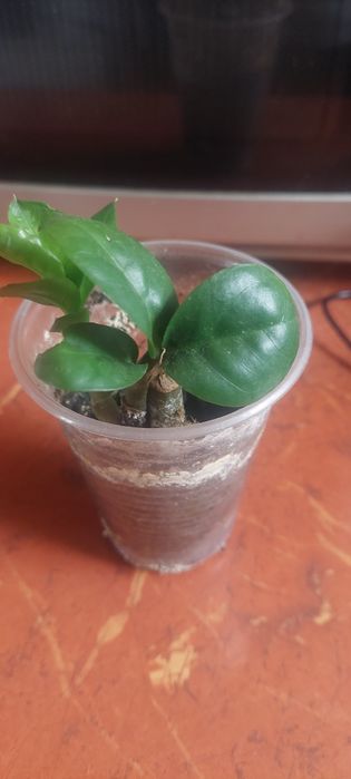 Зміокулькас зензі і звичайний,кактус тригулярис,опунція великоросла.