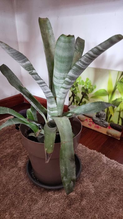 Planta Bromelia linda
