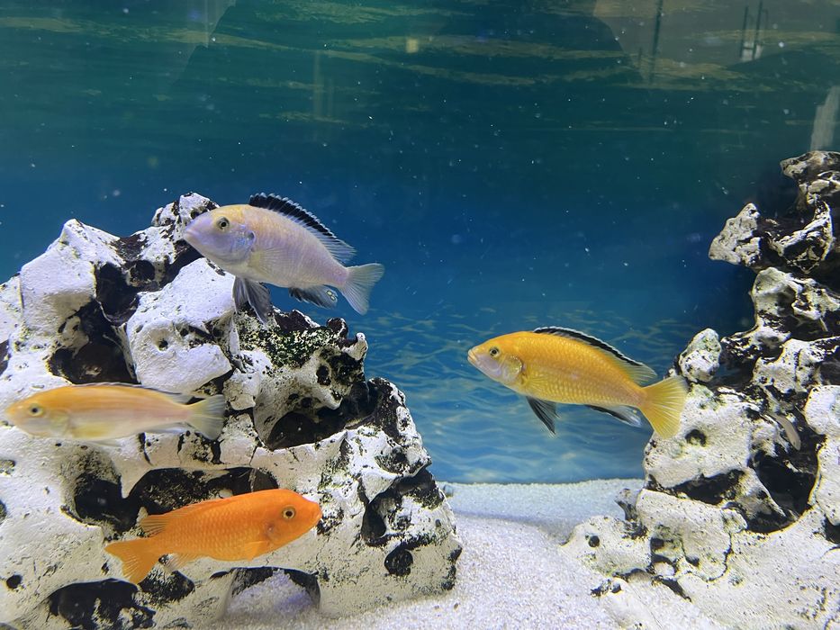 Цихліди Лабідохроміс "Єллоу", малаві