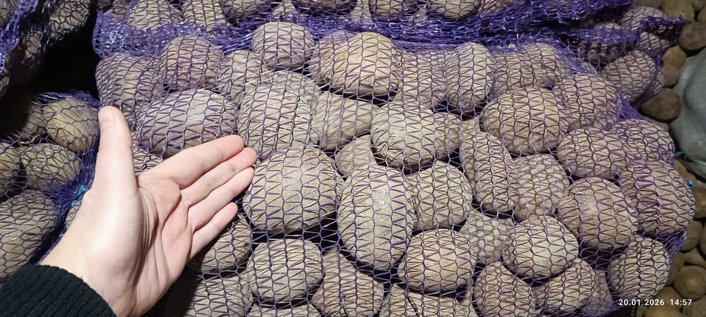 Картопля, бульба