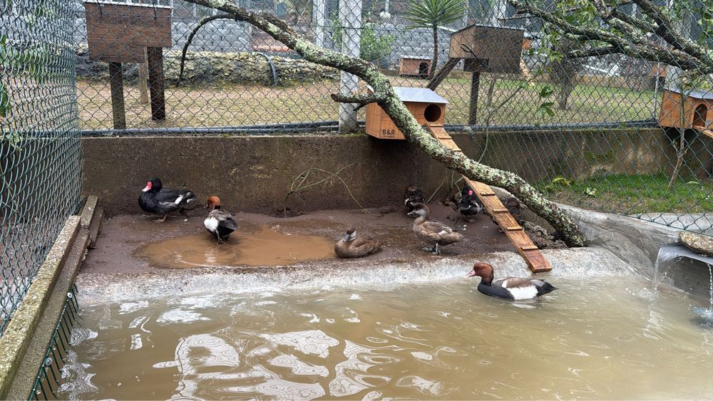 Netta peposaca  ou pato se bico vermelhos