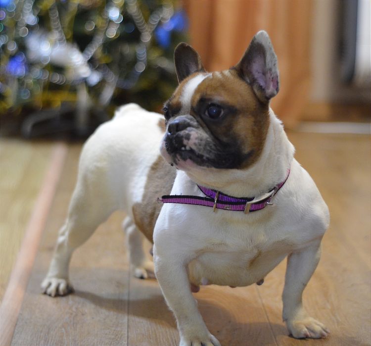 Французька леді .