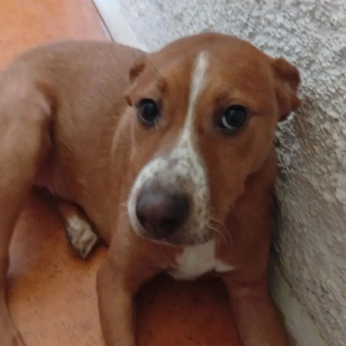 Cão/ cachorro para adoção