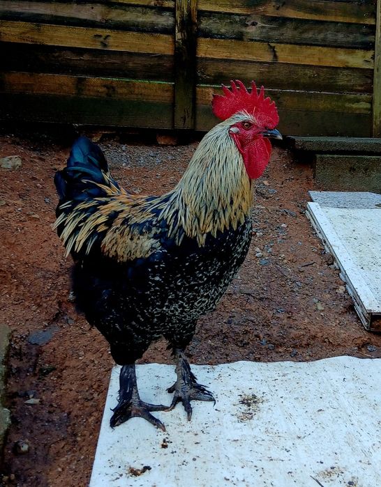 Vendo Galinhas poedeiras várias raças & Galos Raça